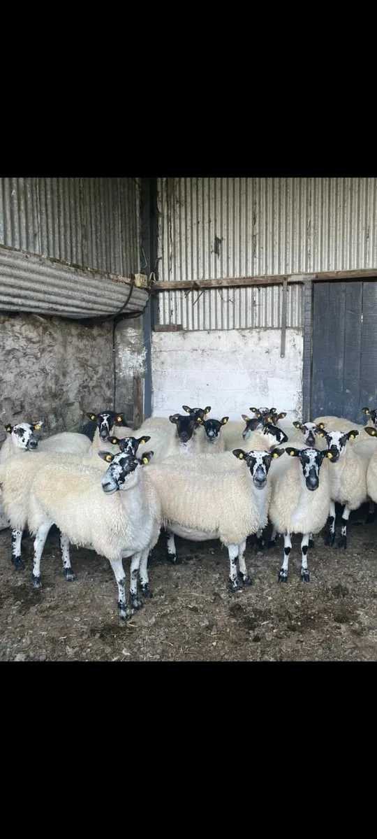 1600 Mule Sheep Sale - Image 1