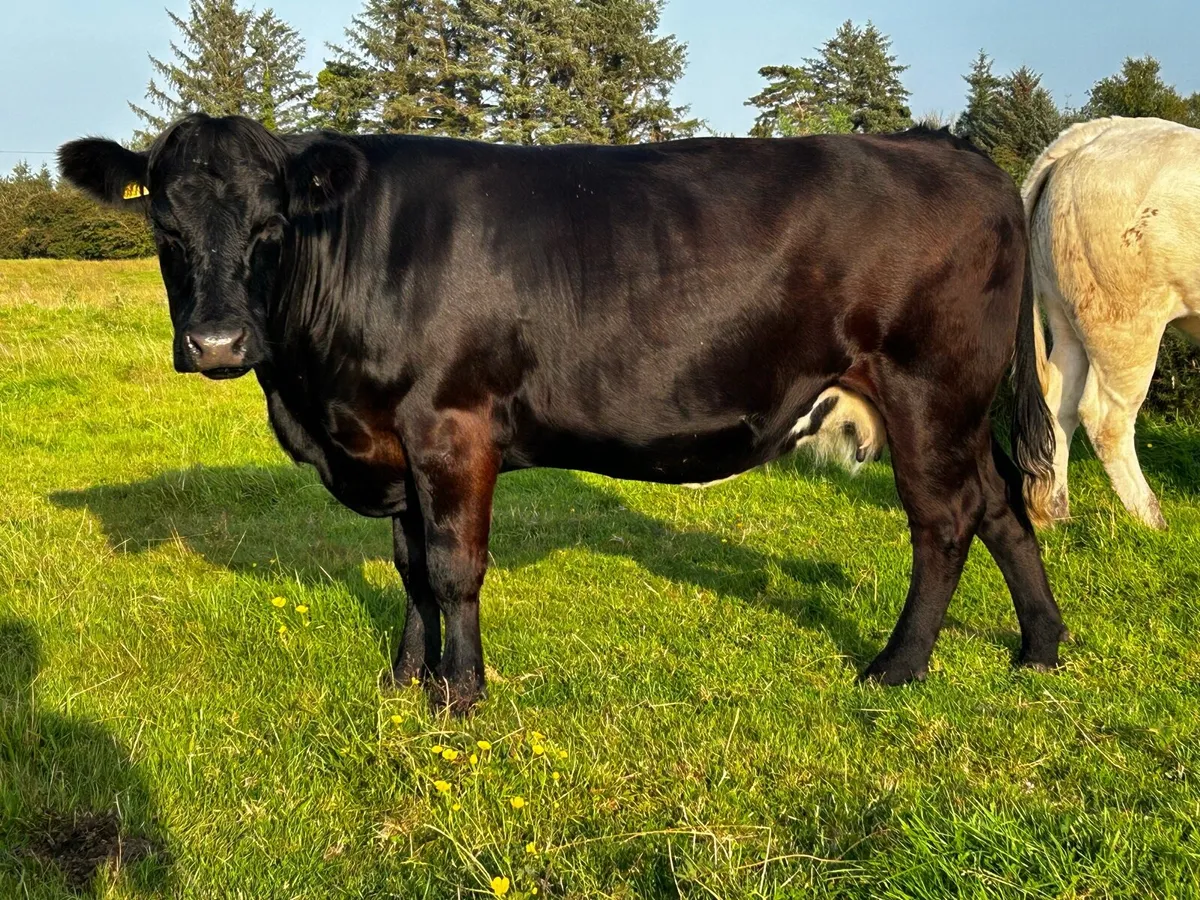 4 Star Limousin In-Calf Cow - Image 3