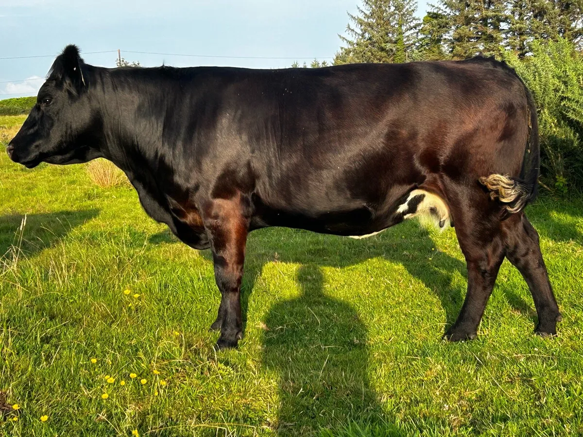 4 Star Limousin In-Calf Cow - Image 1