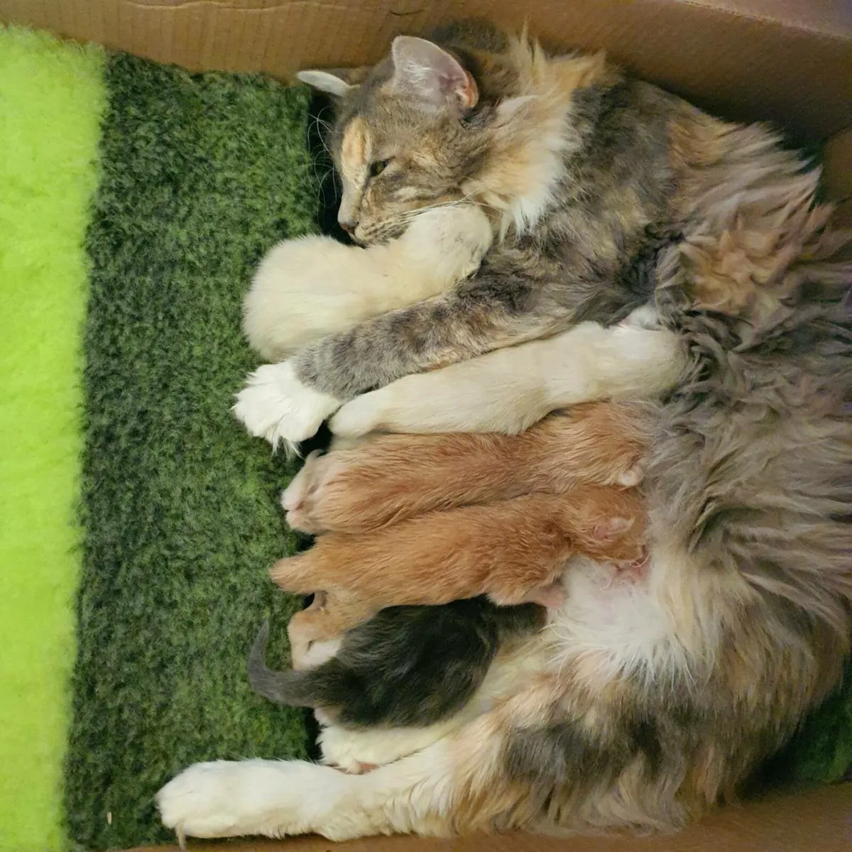 RagCoon Kittens - Maine Coon & Ragdoll Kittens - Image 1