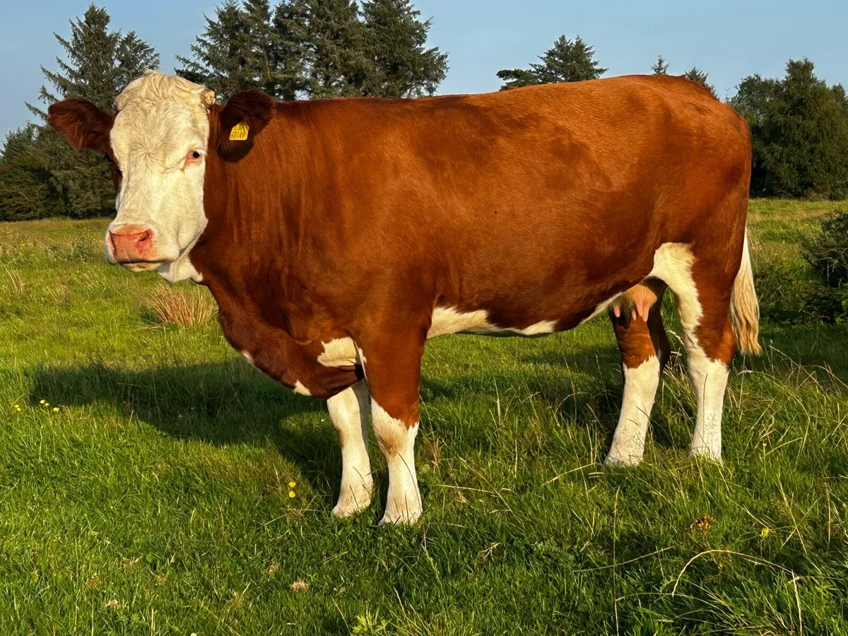 4 Star In-Calf Simmental Cow - Image 1