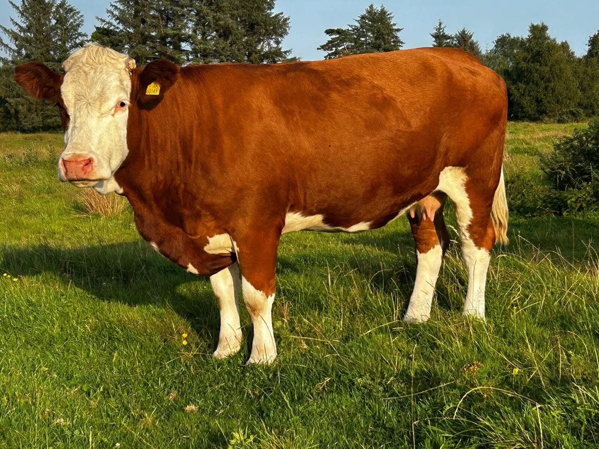 4 Star In-Calf Simmental Cow - Image 2