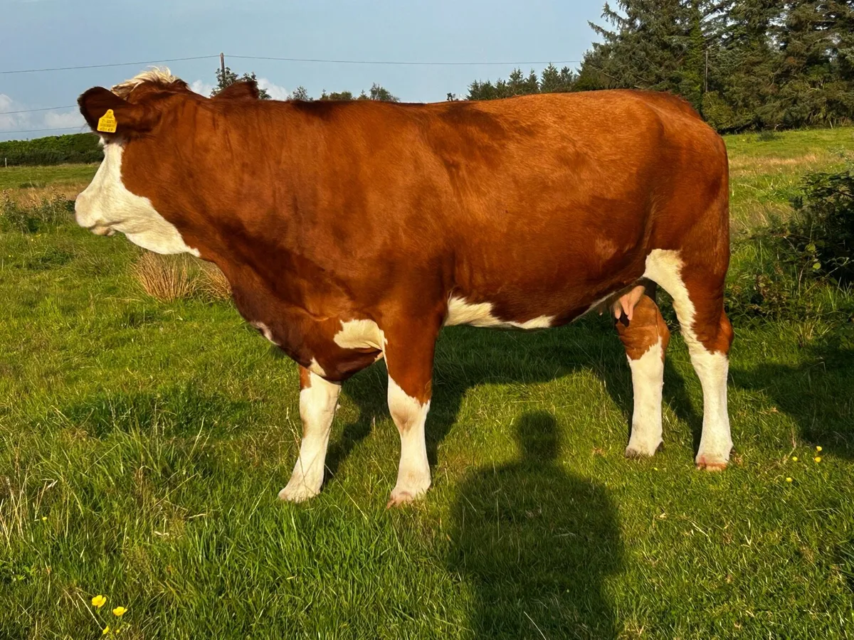4 Star In-Calf Simmental Cow - Image 3