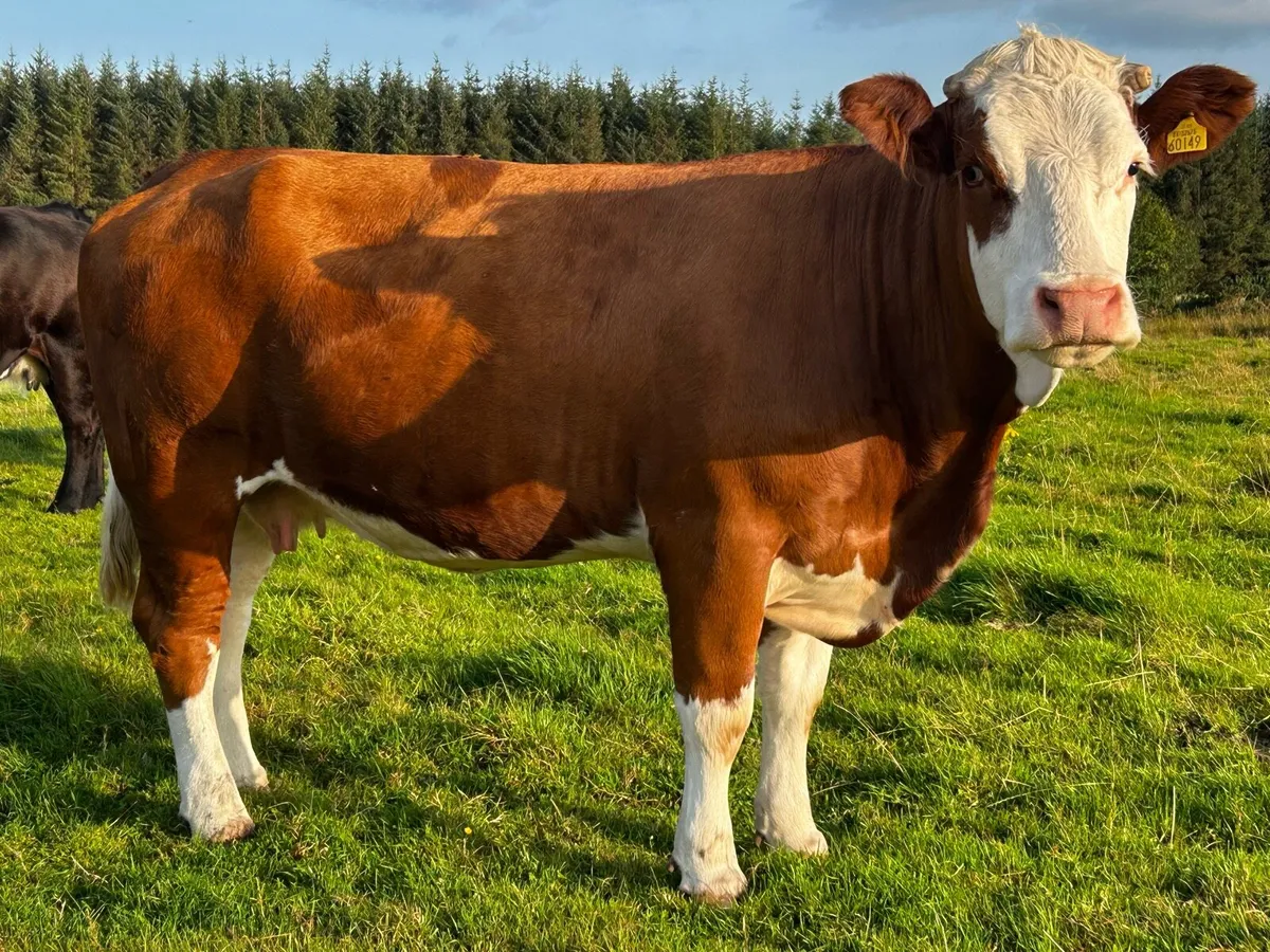4 Star In-Calf Simmental Cow - Image 4