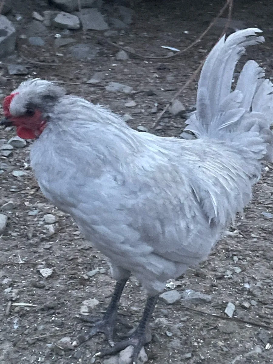 2x 3mth old Lavender Aracuana Roosters Downpatrick - Image 1