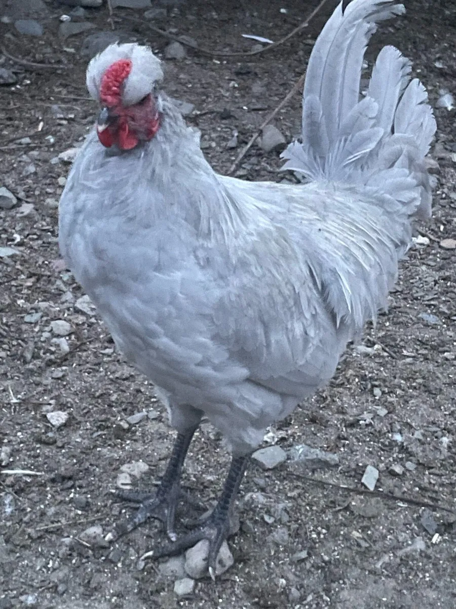 2x 3mth old Lavender Aracuana Roosters Downpatrick - Image 2