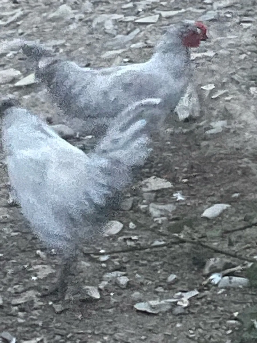 2x 3mth old Lavender Aracuana Roosters Downpatrick - Image 3