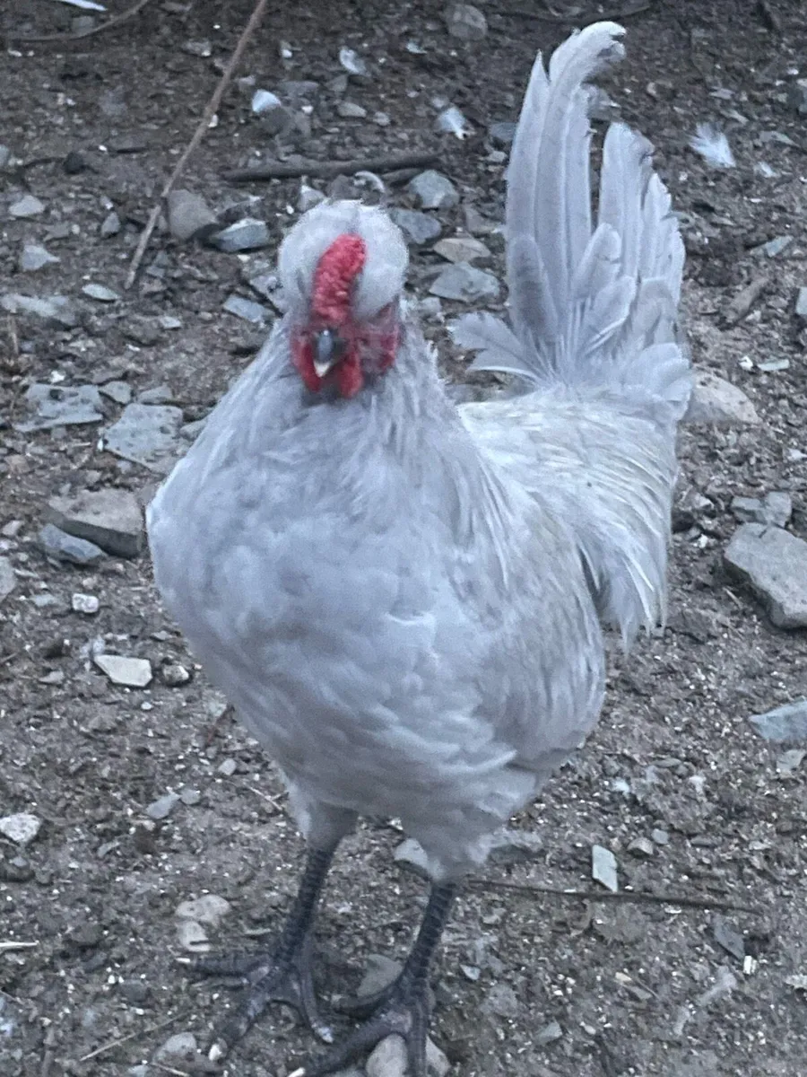 2x 3mth old Lavender Aracuana Roosters Downpatrick - Image 4