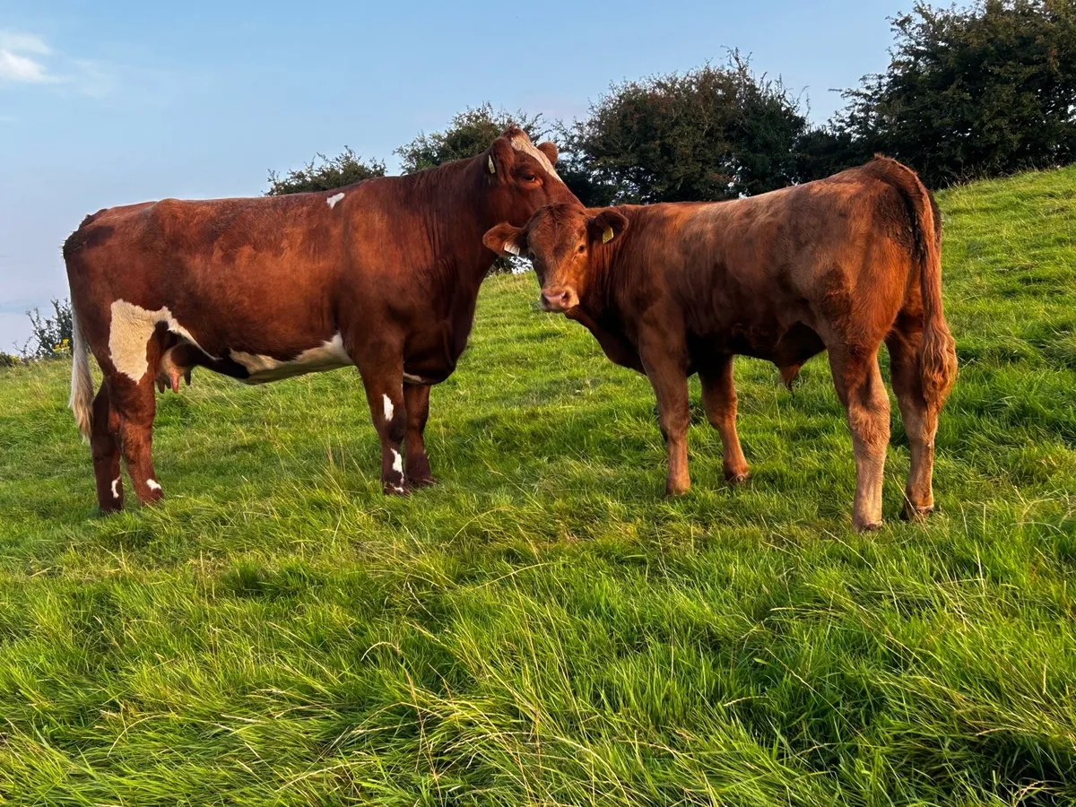 5 Star First Calver & Bull Calf At Foot - Image 1