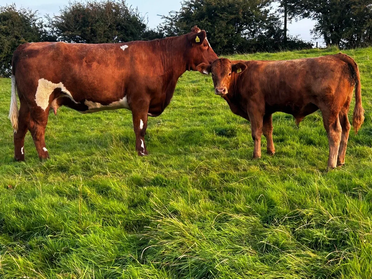 5 Star First Calver & Bull Calf At Foot - Image 2