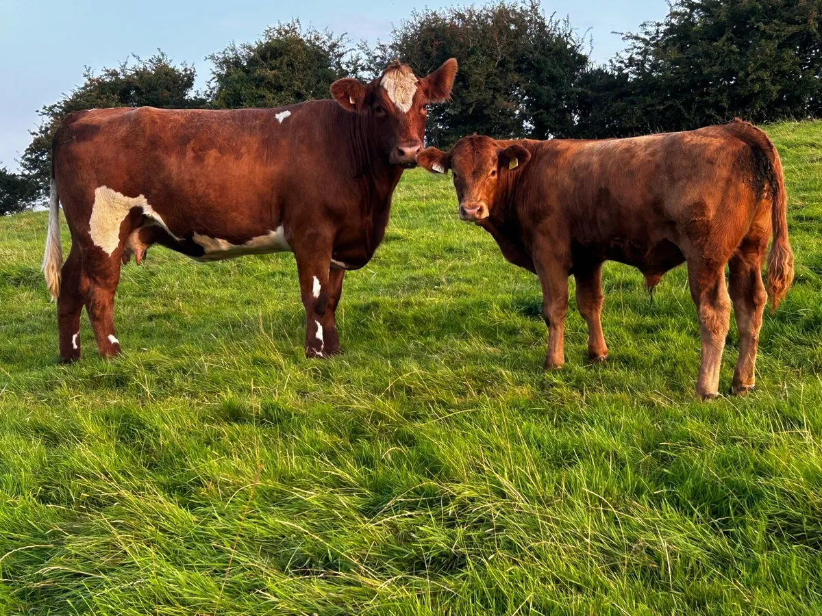 5 Star First Calver & Bull Calf At Foot - Image 3
