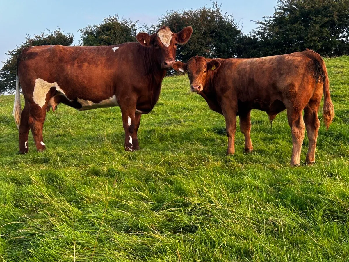 5 Star First Calver & Bull Calf At Foot - Image 4