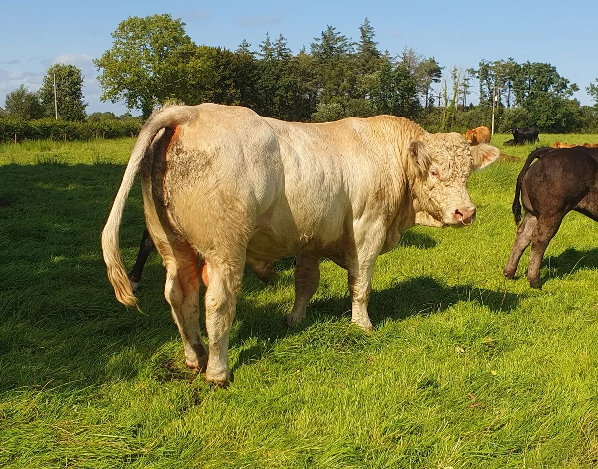 5* Pedigree registered Charolais bull - Image 1