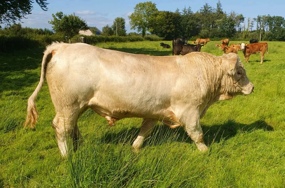 5* Pedigree registered Charolais bull - Image 2