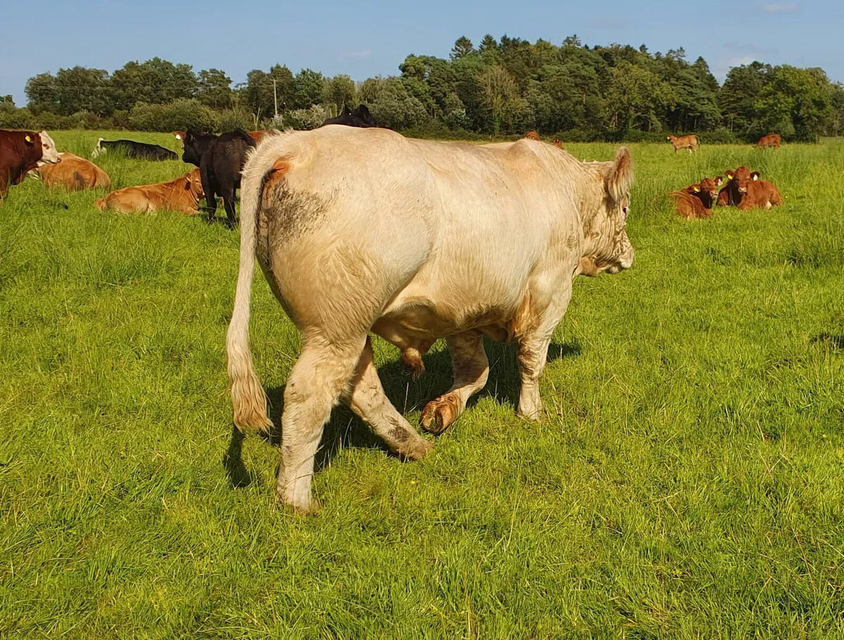 5* Pedigree registered Charolais bull - Image 3