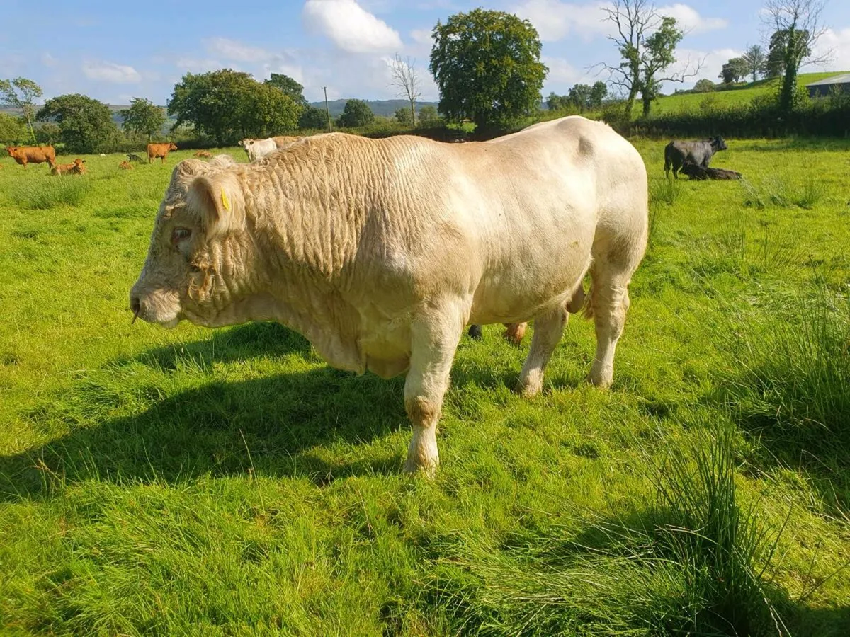 5* Pedigree registered Charolais bull - Image 4
