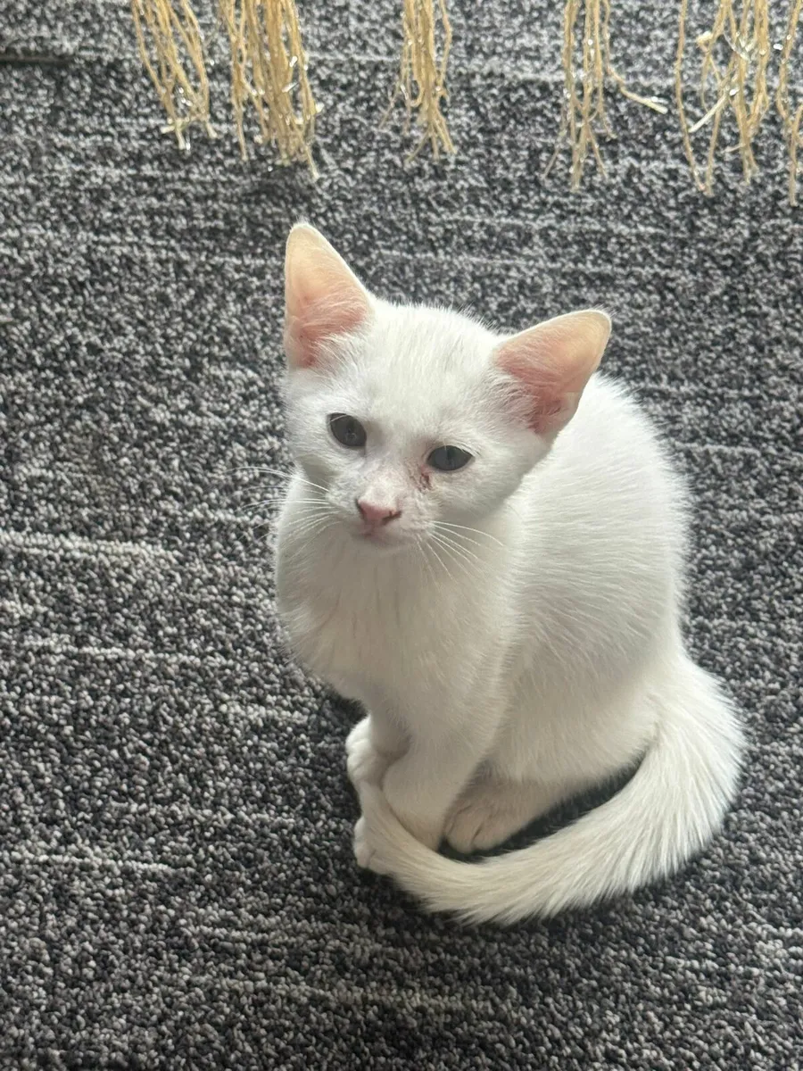 Cat - Image 2