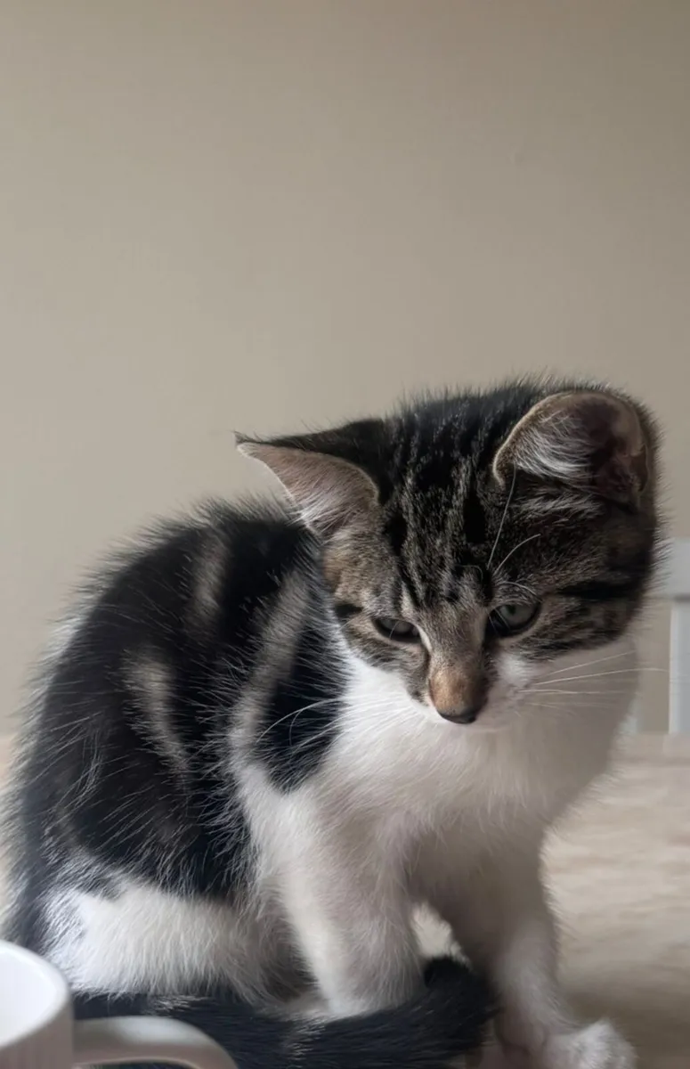 Cat - Image 1