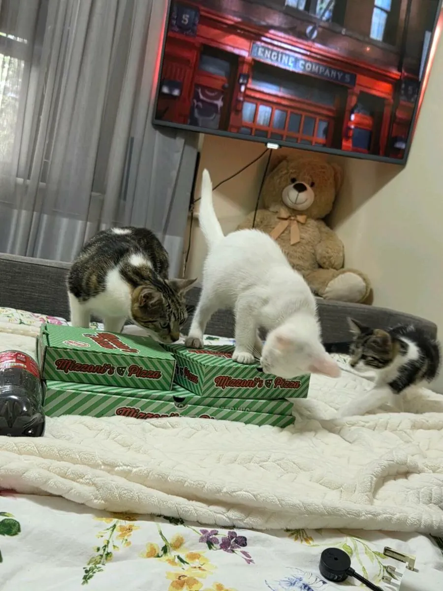 Cat - Image 3