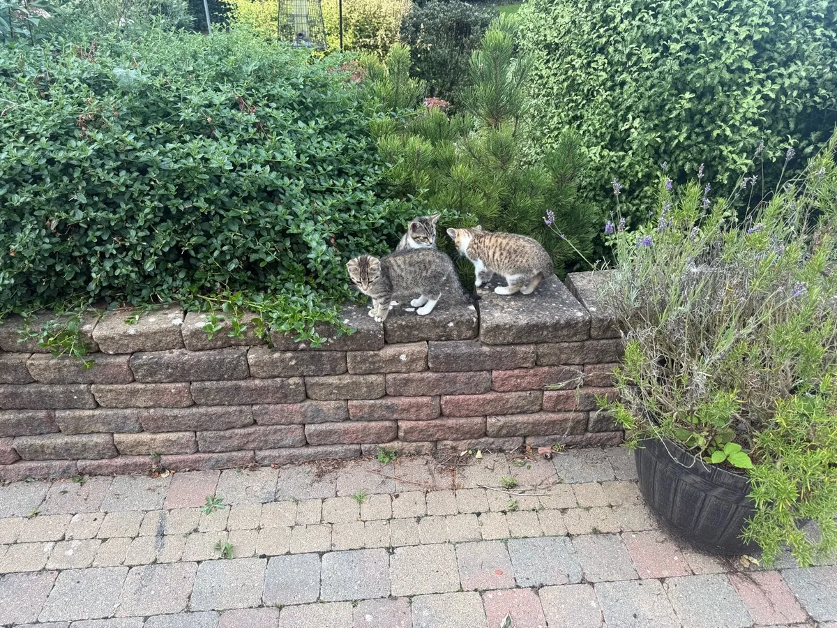 Kittens - Image 2