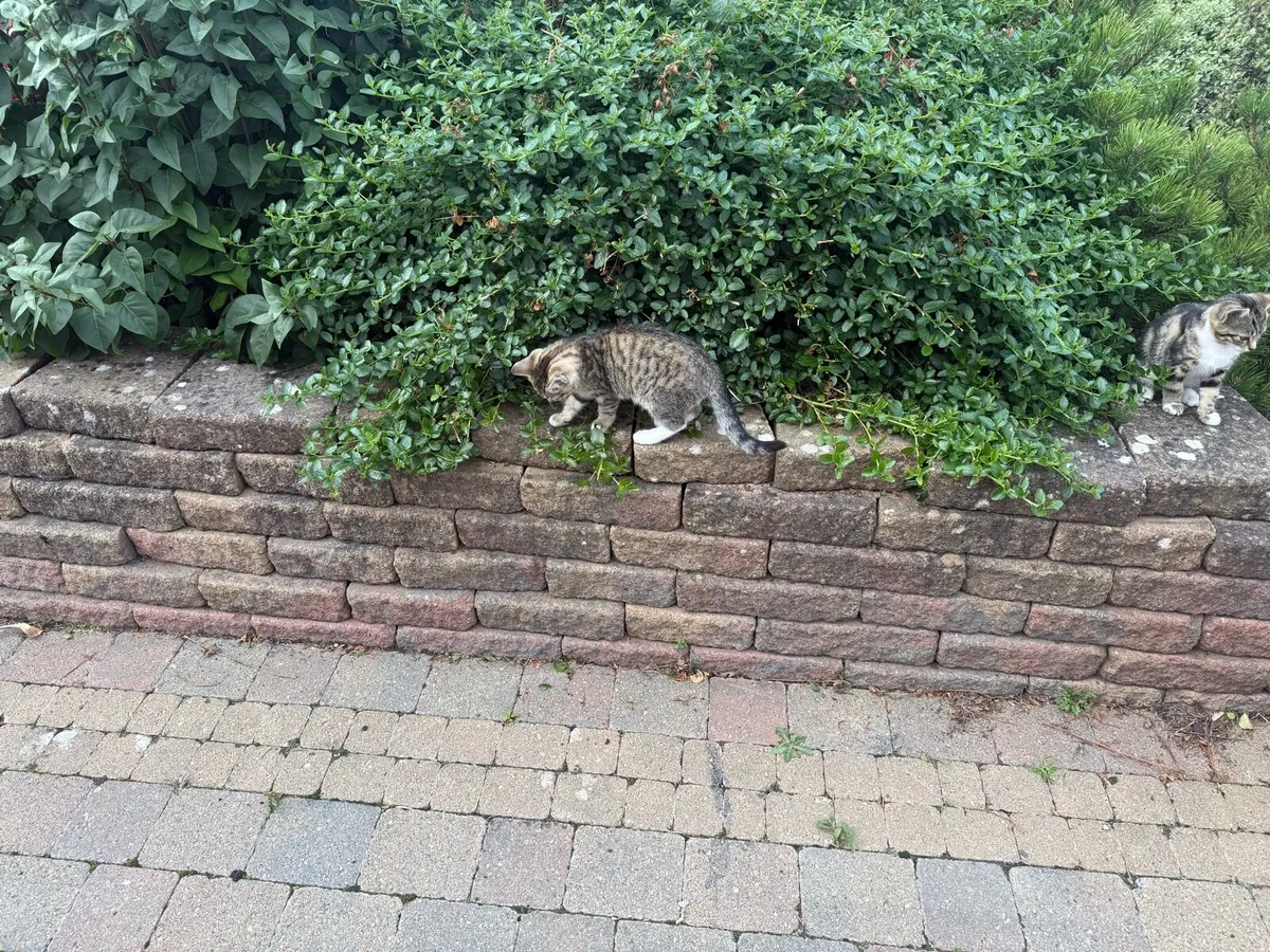 Kittens - Image 3