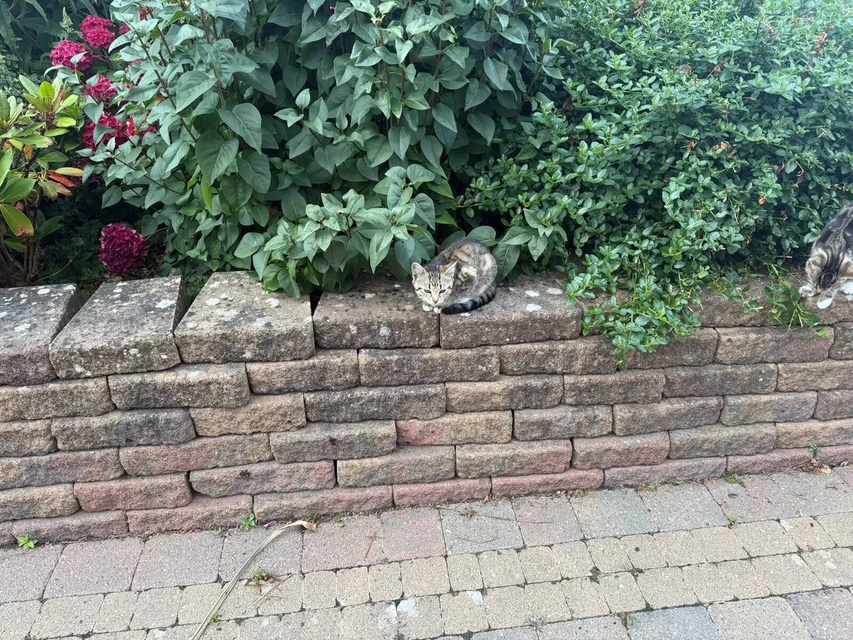 Kittens - Image 4