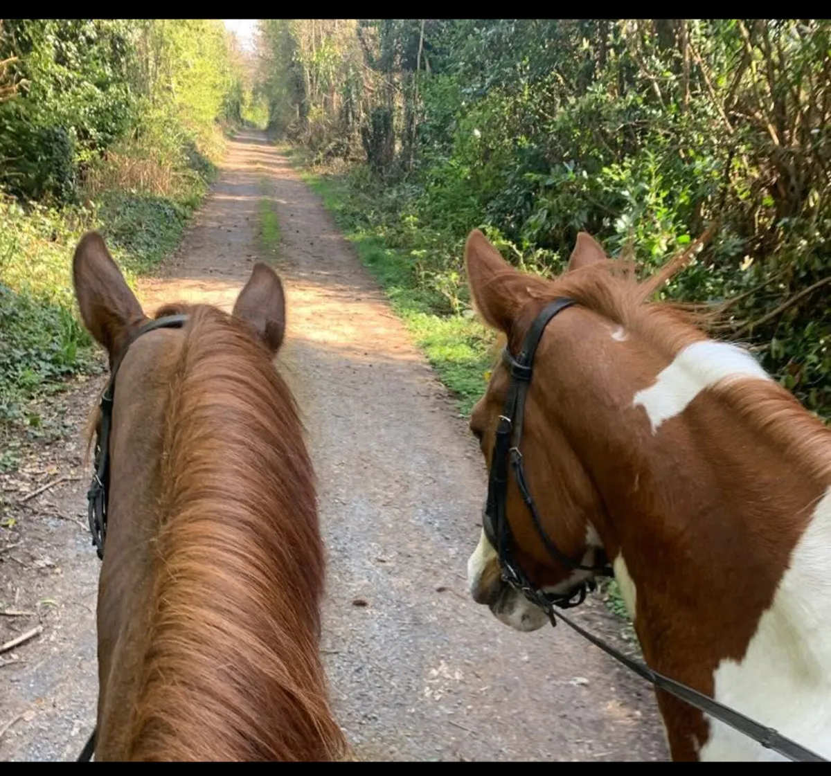 Premium care for horse and rider - Image 2