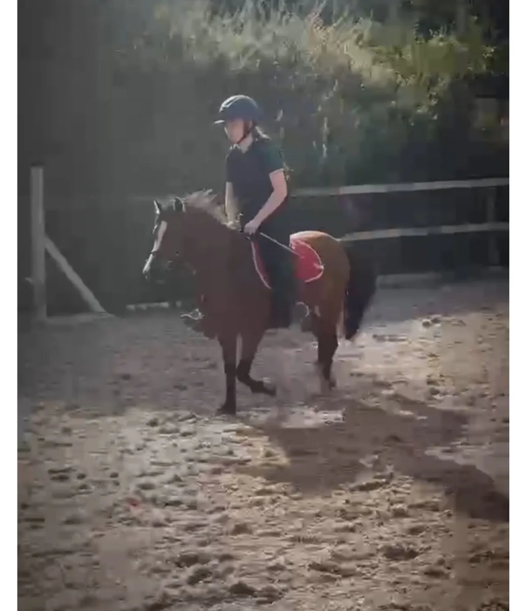 Perfect first pony - Image 2