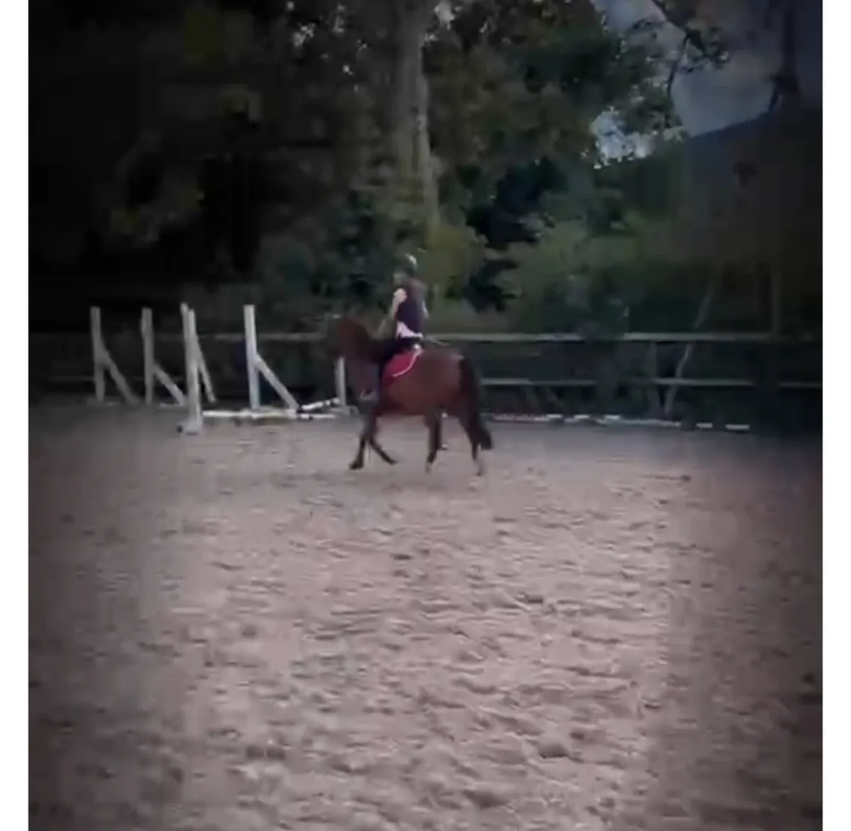 Perfect first pony - Image 3