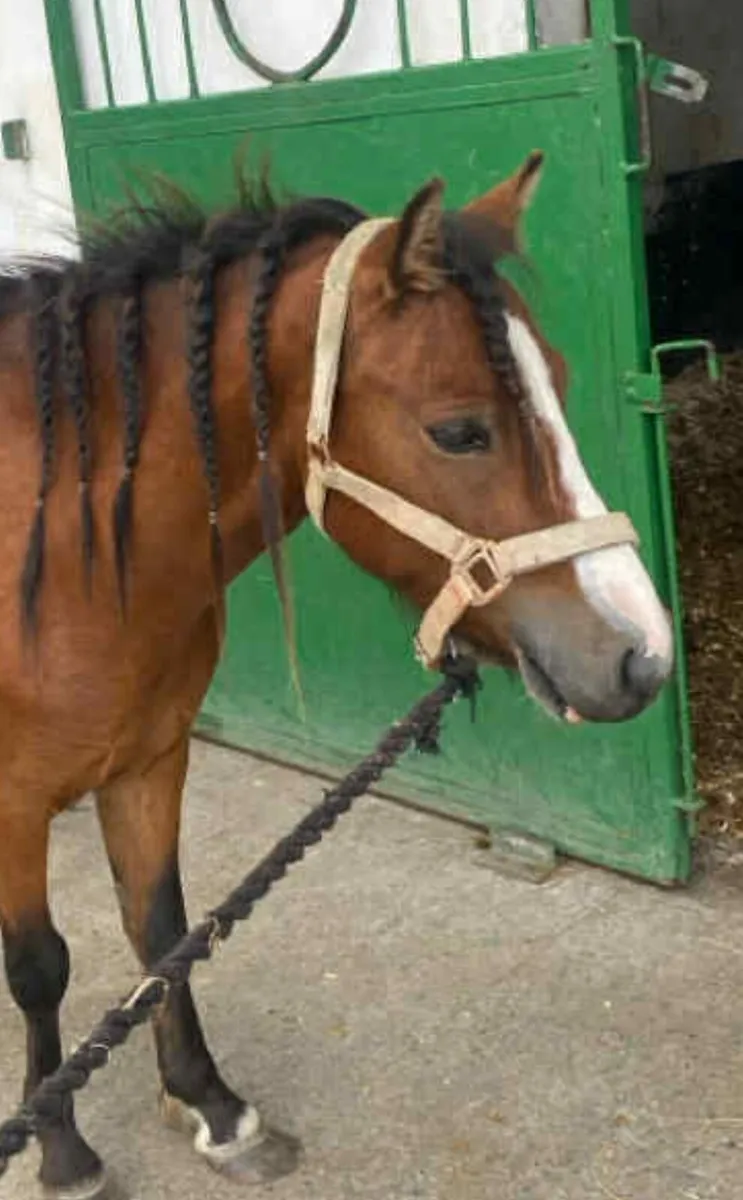 Perfect first pony - Image 4