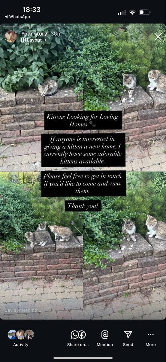 Kittens - Image 1