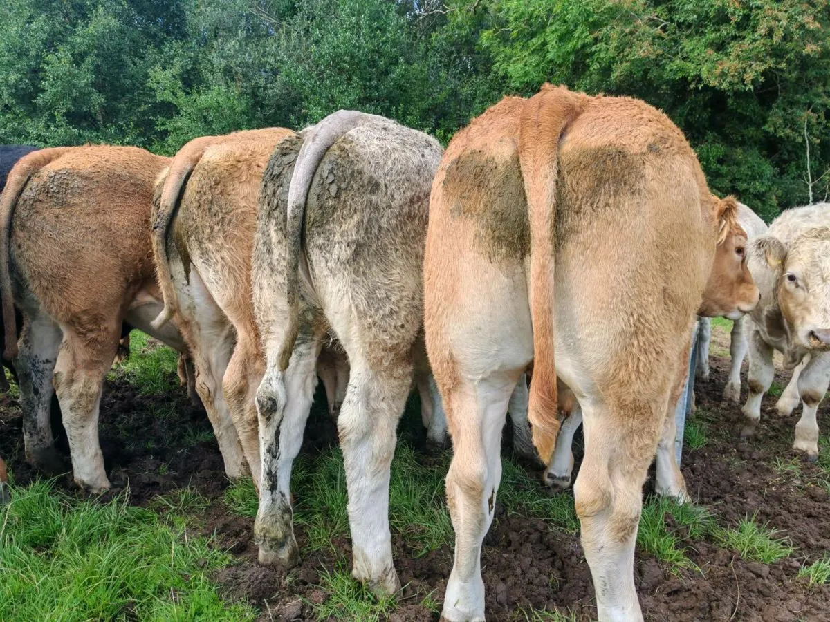 Exceptional U Grade Bullocks - Image 3