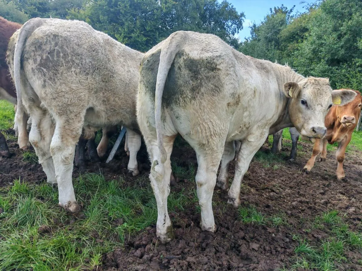Exceptional U Grade Bullocks - Image 4