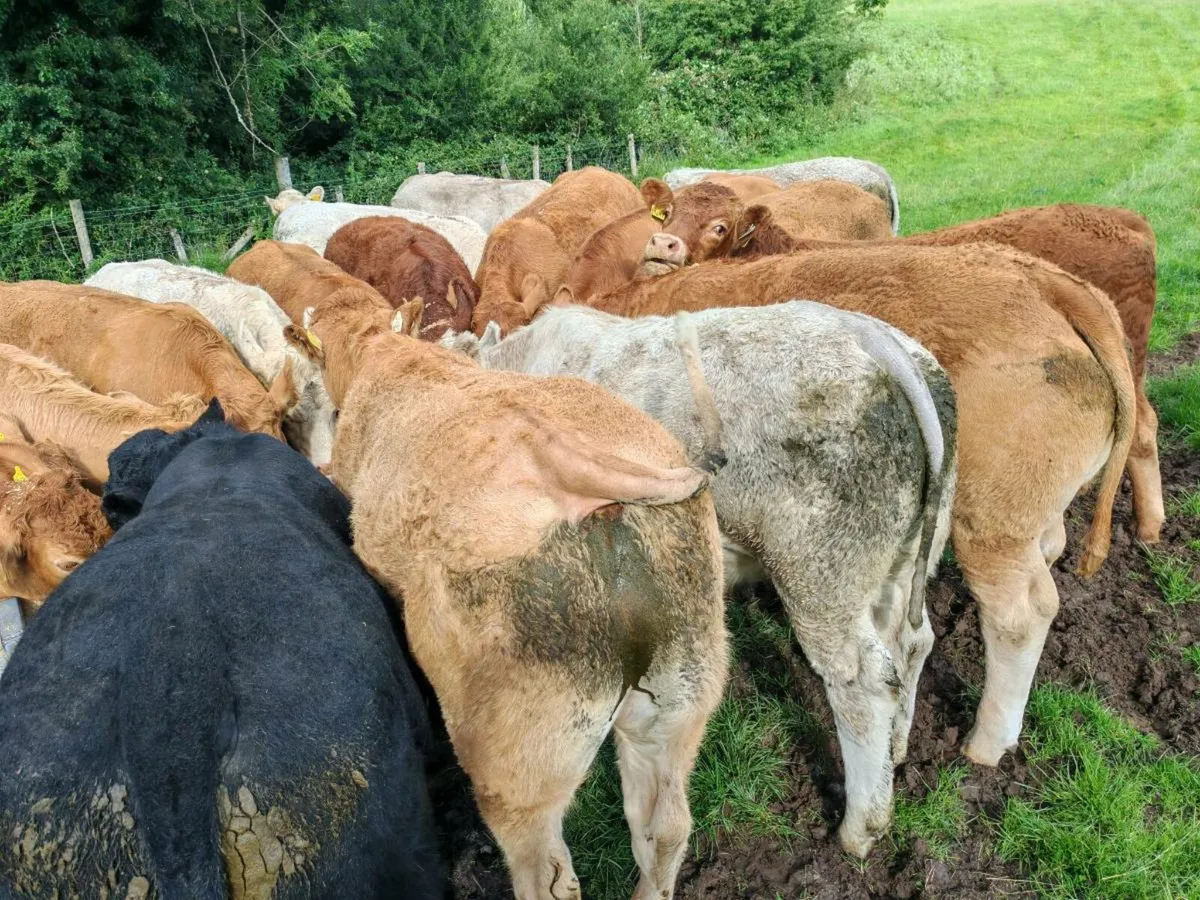 30 Exceptional Store  Bullocks - Image 2