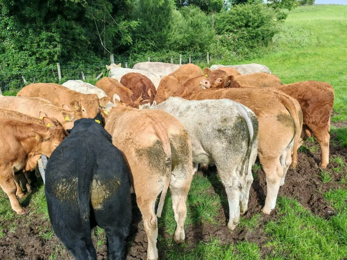 Exceptional U Grade Bullocks - Image 1