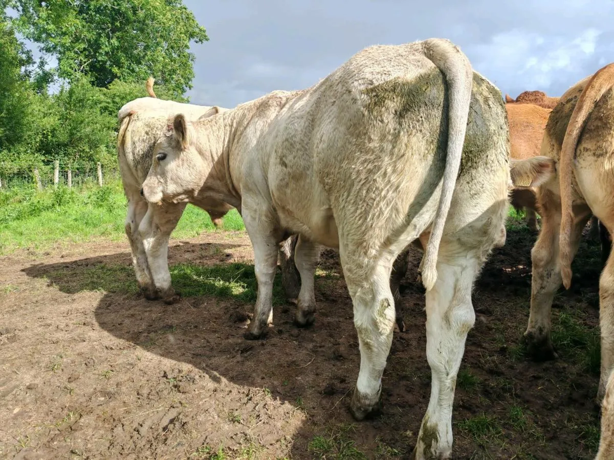 Exceptional U Grade Bullocks - Image 1