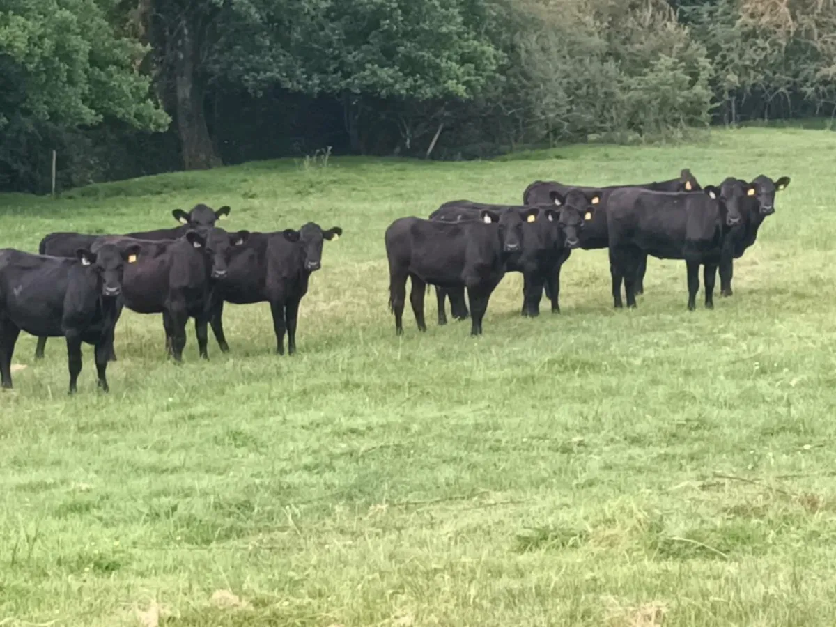10 ABERDEEN ANGUS STORE HEIFERS - Image 2