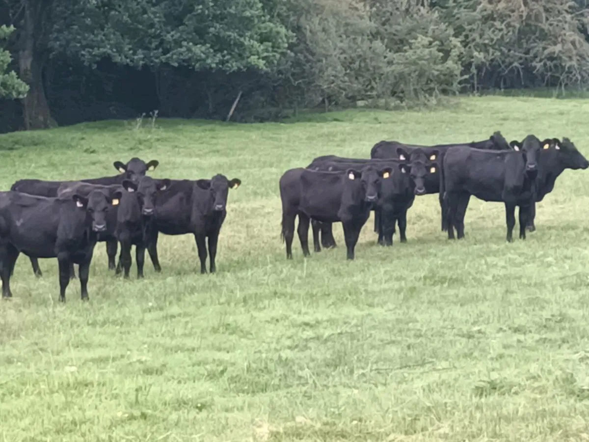 10 ABERDEEN ANGUS STORE HEIFERS - Image 3
