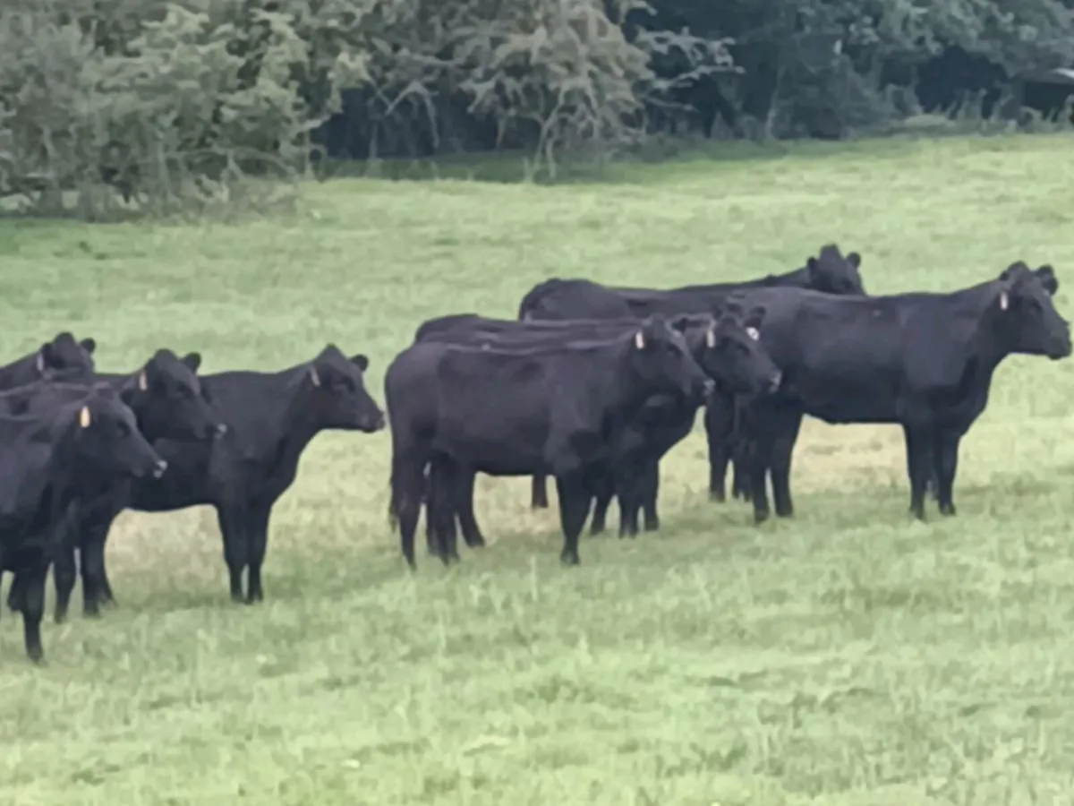 10 ABERDEEN ANGUS STORE HEIFERS - Image 4