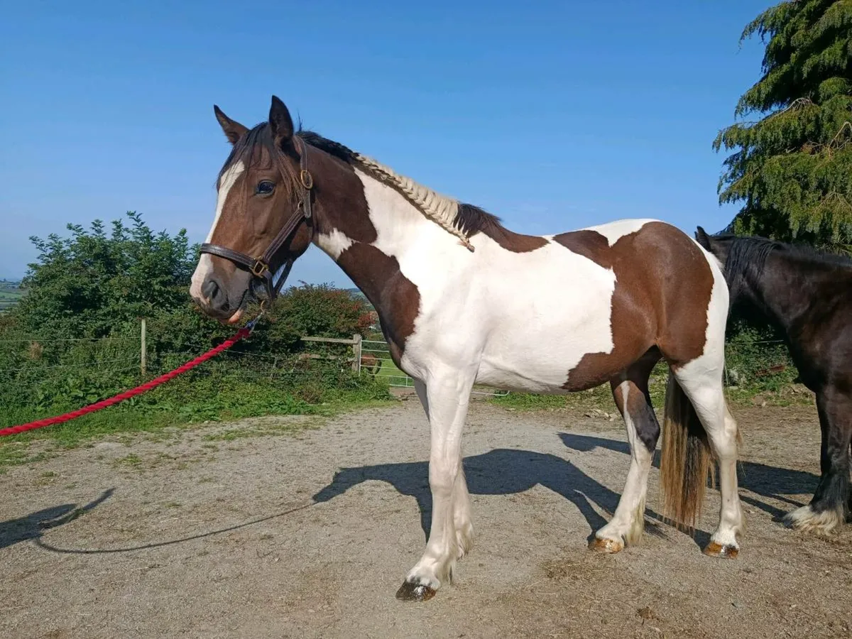 2 year old filly - Image 1