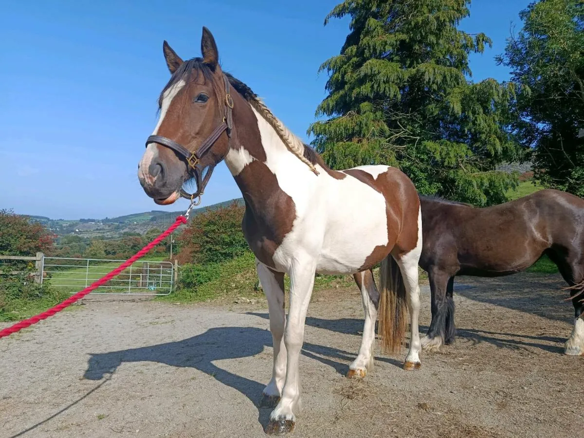 2 year old filly - Image 2