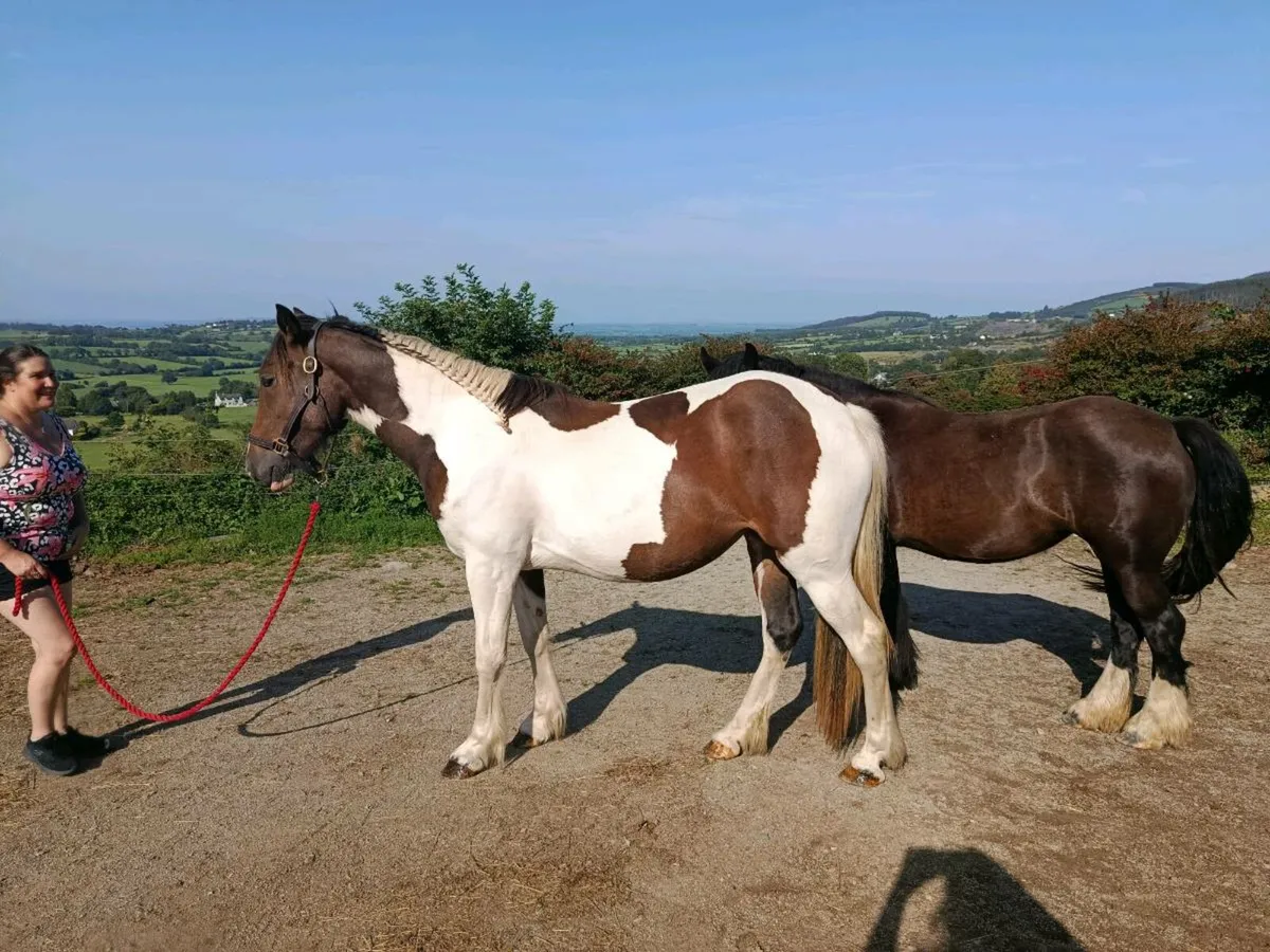2 year old filly - Image 3