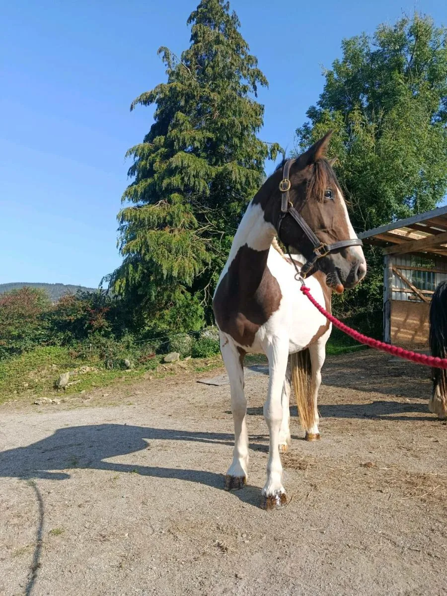 2 year old filly - Image 4