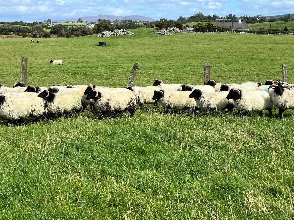 Mayo mountain ram lambs - Image 1