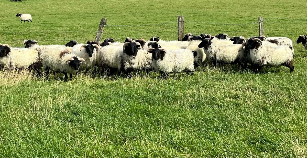 Mayo mountain ram lambs - Image 3