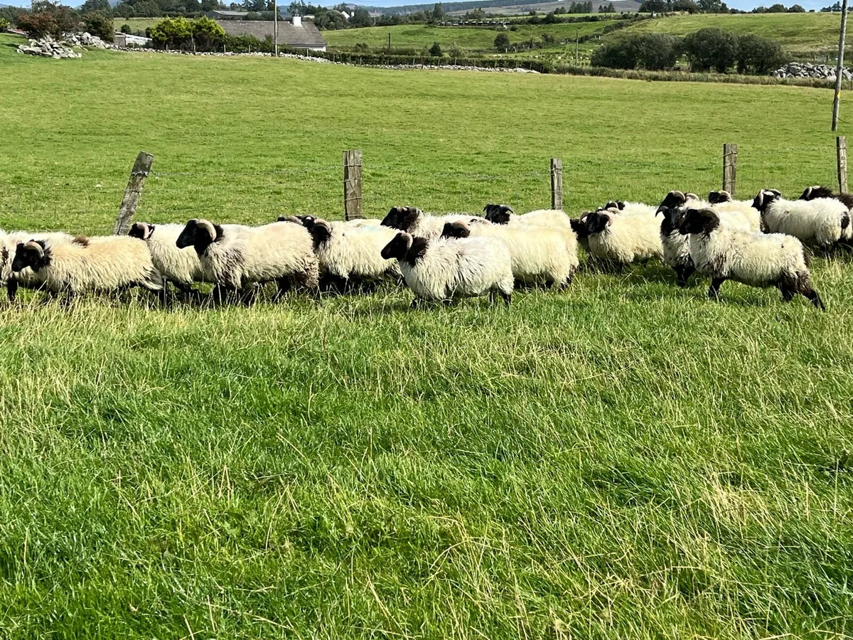 Mayo mountain ram lambs - Image 4