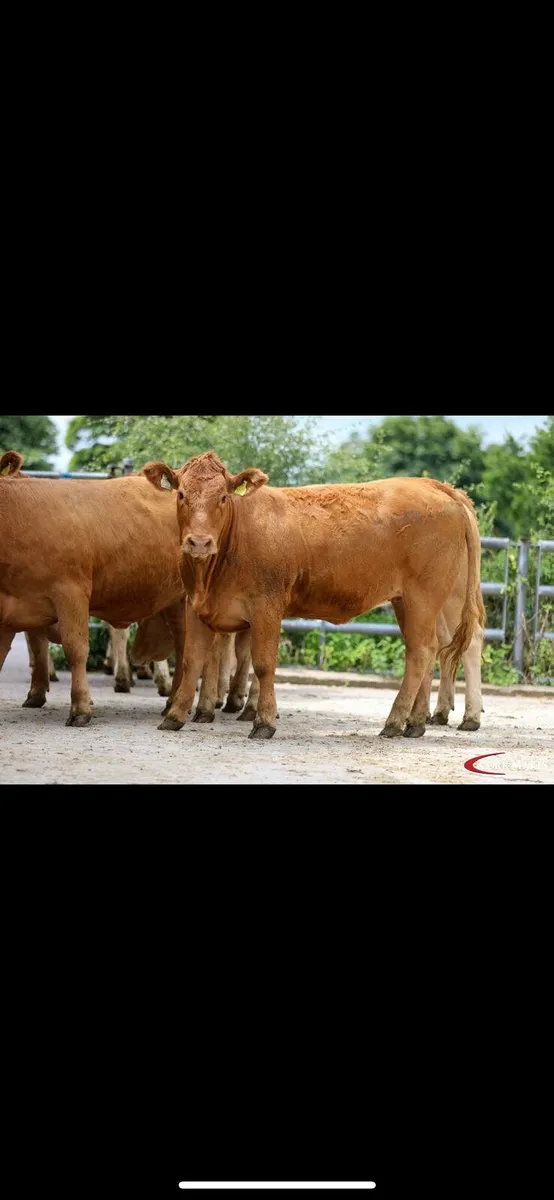 Macroom Mart Special  suckler Breeding - Image 3