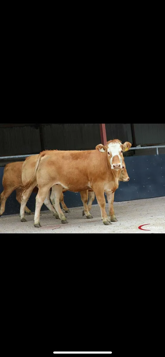 Macroom Mart Special  suckler Breeding - Image 4