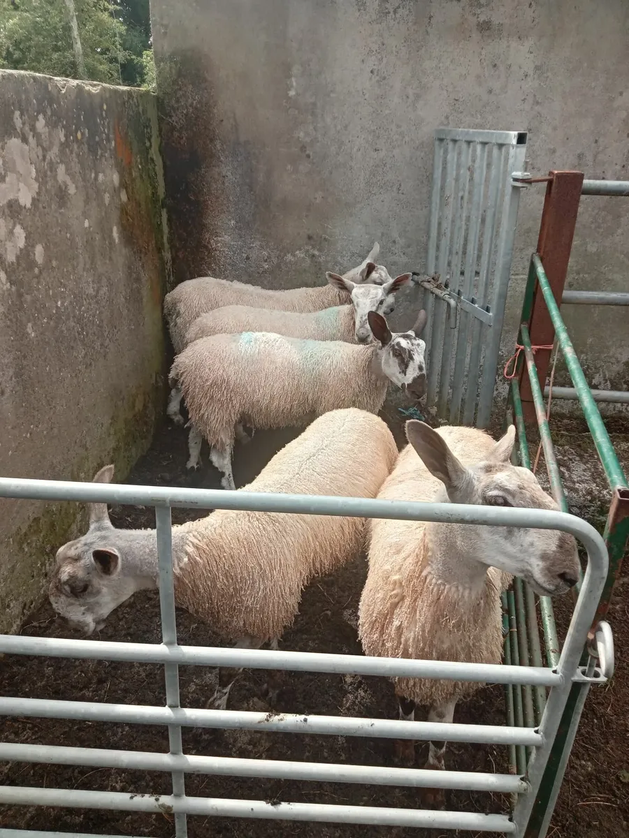 Bluefaced leicester ram lambs - Image 1