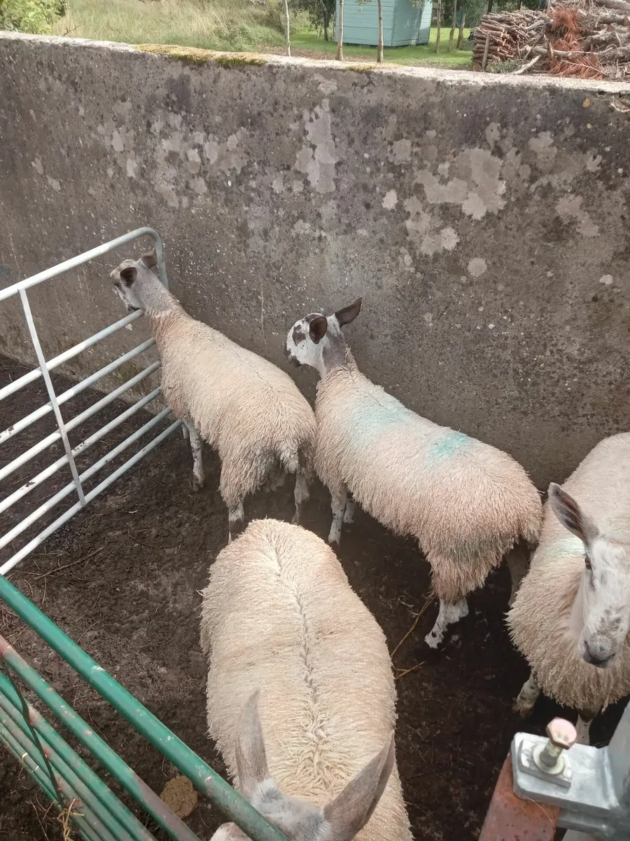 Bluefaced leicester ram lambs - Image 2